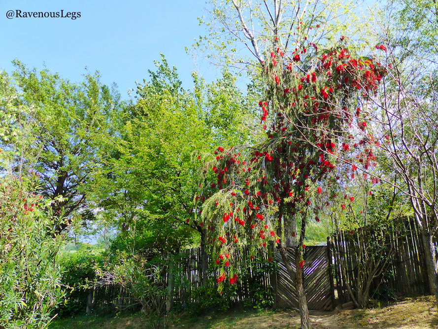 Red bloom trees in Bir, Himachal Pradesh