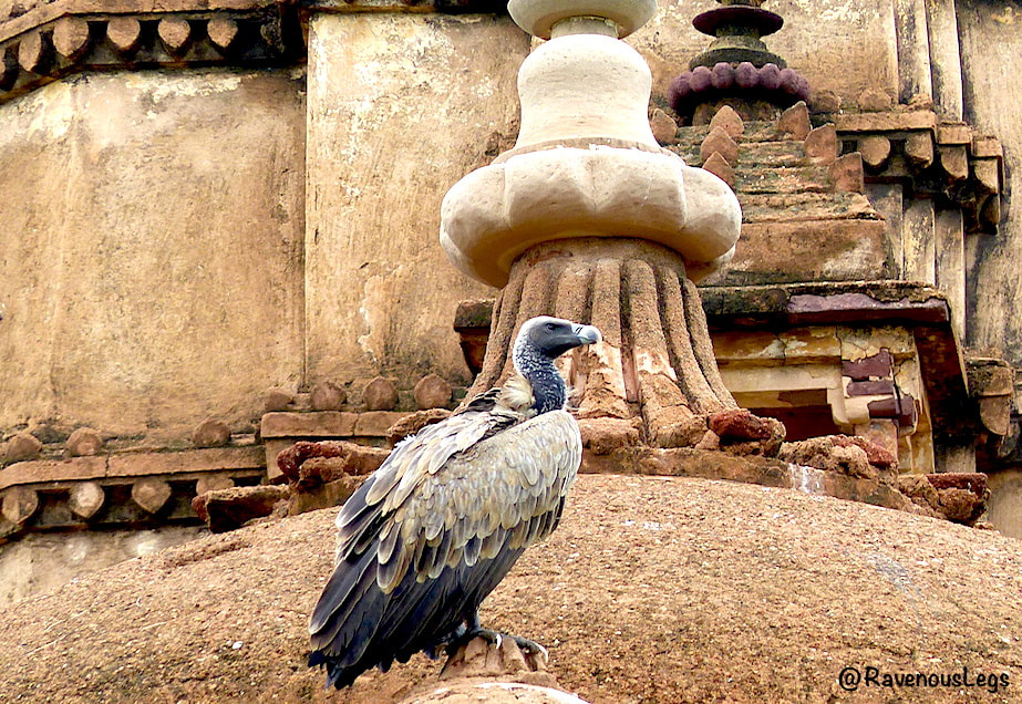 Long-billed vulture of India on cenotaphs of Orchha