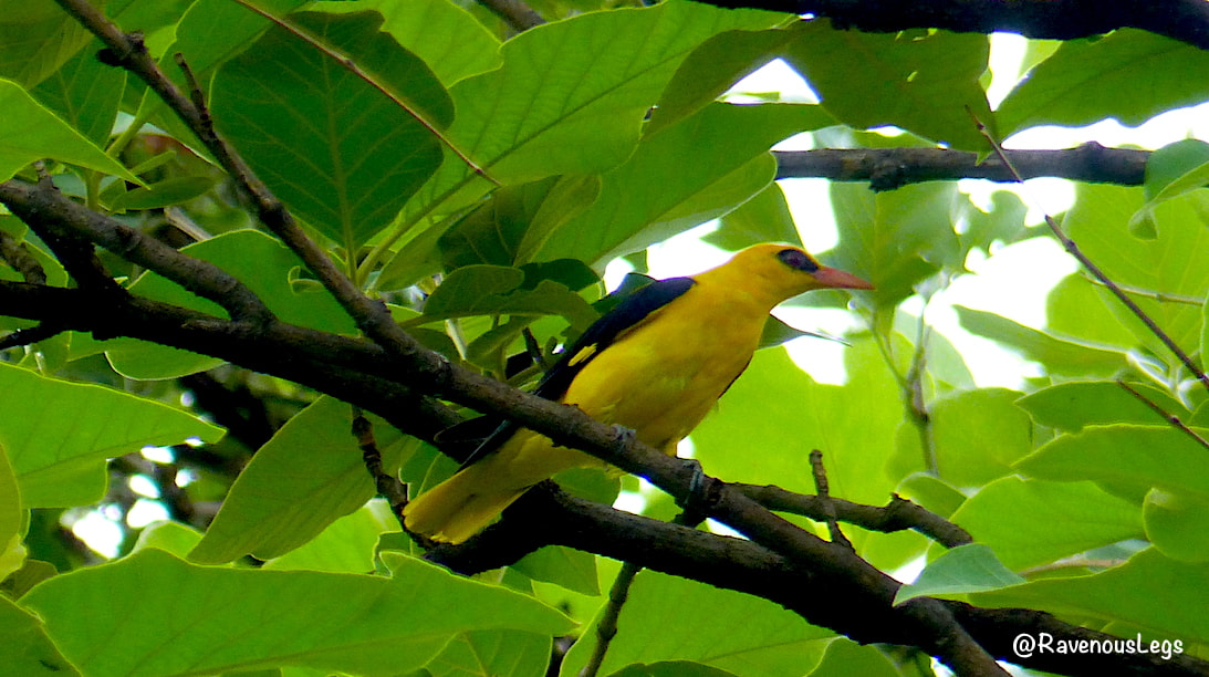 Indian Golden Oriole in Orchha