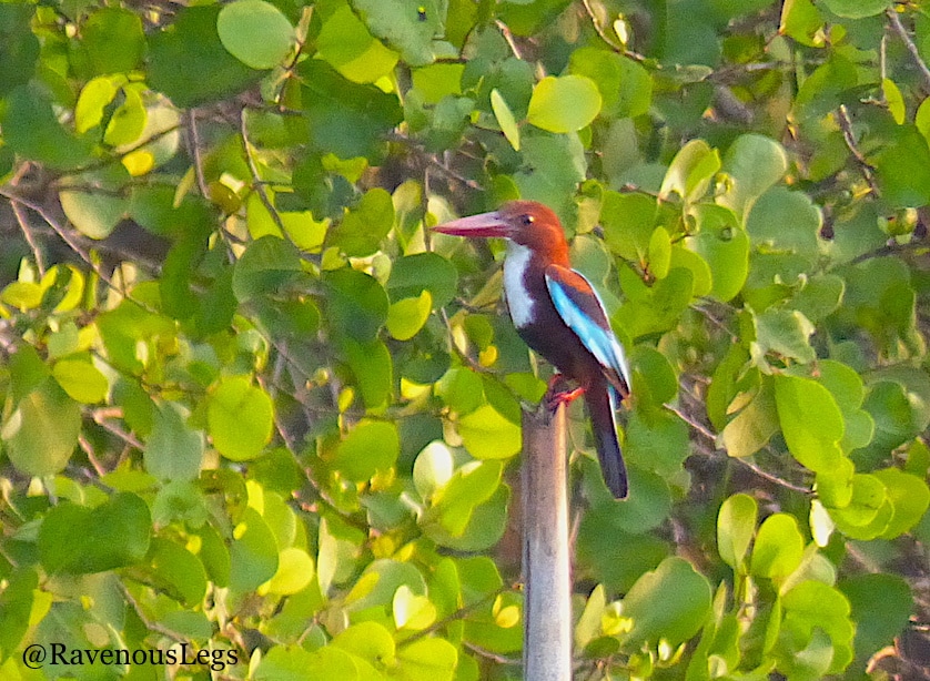 Kingfisher at Salim Ali Bird Sanctuary