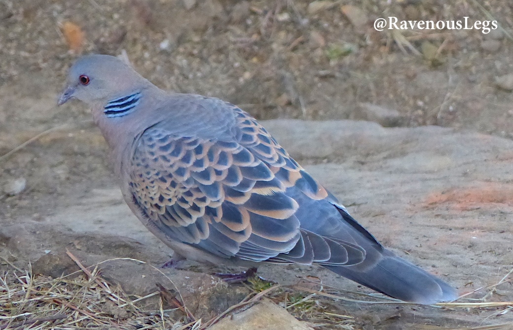 Turtle Dove at Kaaphal Hill farmstay, in Chaukori, Uttarakhand
