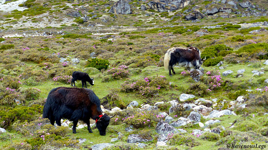 Yaks grazing on the meadows near Pheriche - Everest Base Camp Trek