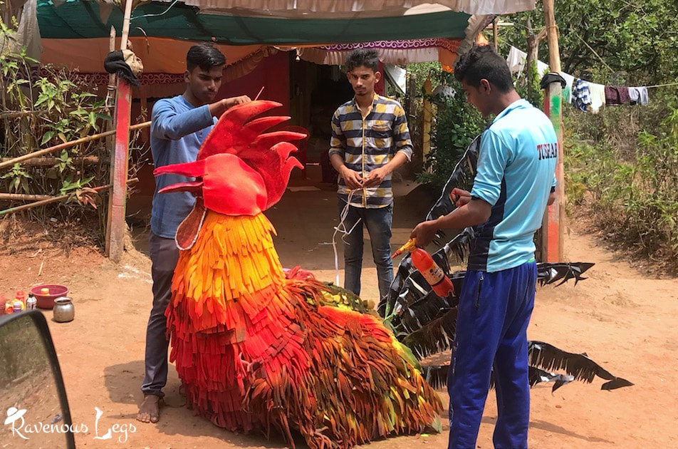 Local konkani people decorating rooster for a festival in Vengurla, Maharashtra