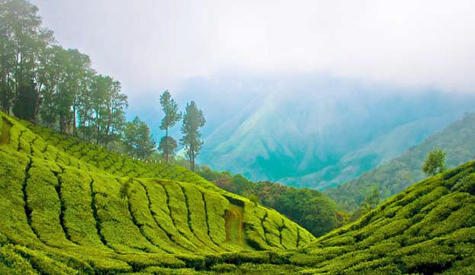 Tea Gardens at Palampur, Himachal Pradesh