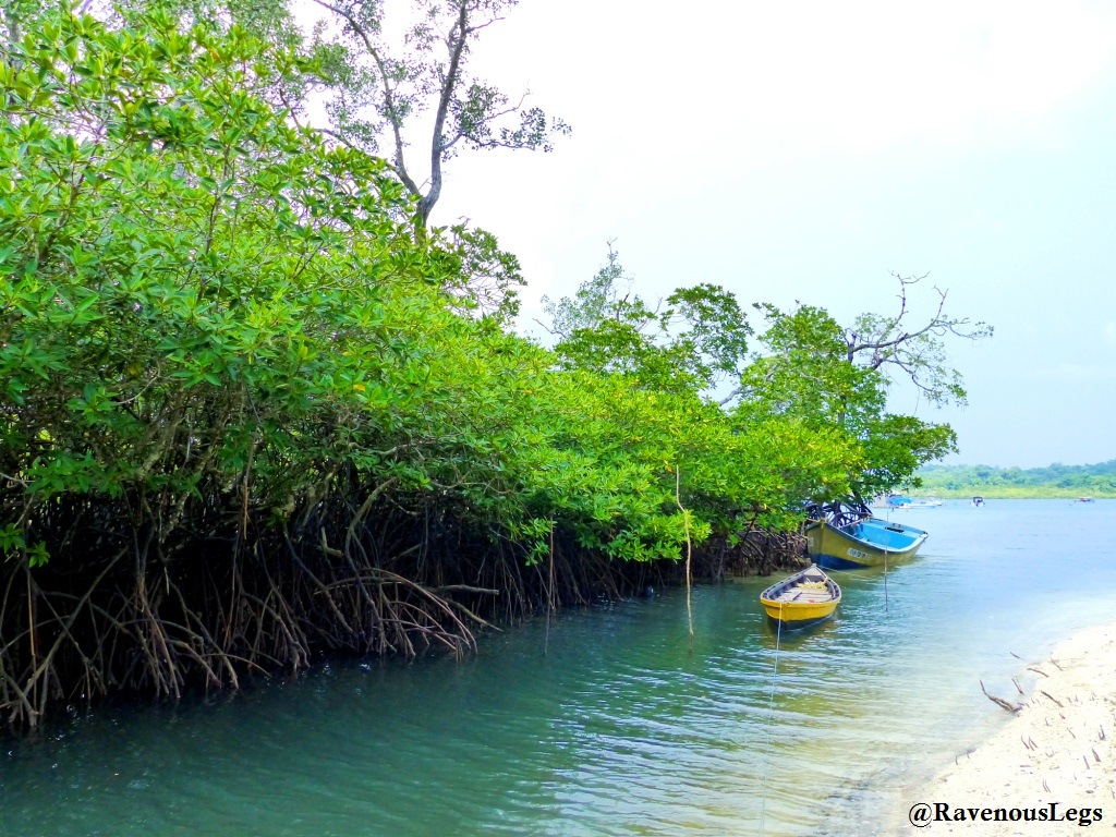 Mangroves at Havelock Island, Andaman & Nicobar Islands