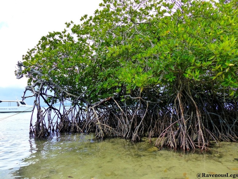 Mangroves at Havelock Island, Andaman & Nicobar Islands