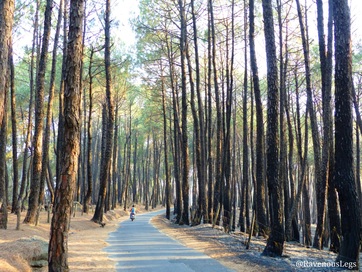 Uncover new roads and camping locations in Palampur