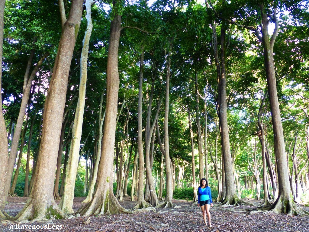Forest at Radhanagar beach, Havelock Island, Andaman & Nicobar Islands