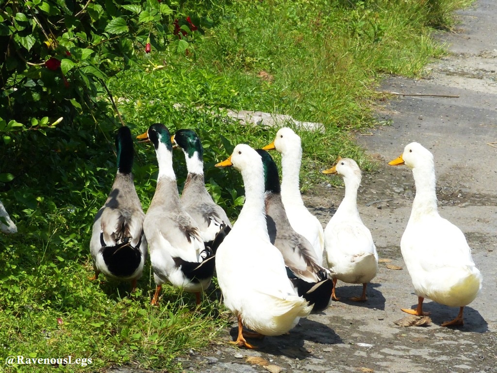 Ducks at Havelock Island, Andaman & Nicobar Islands