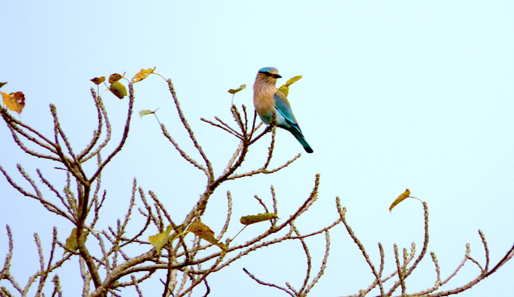 Birding at Maachli farmstay, Malvan