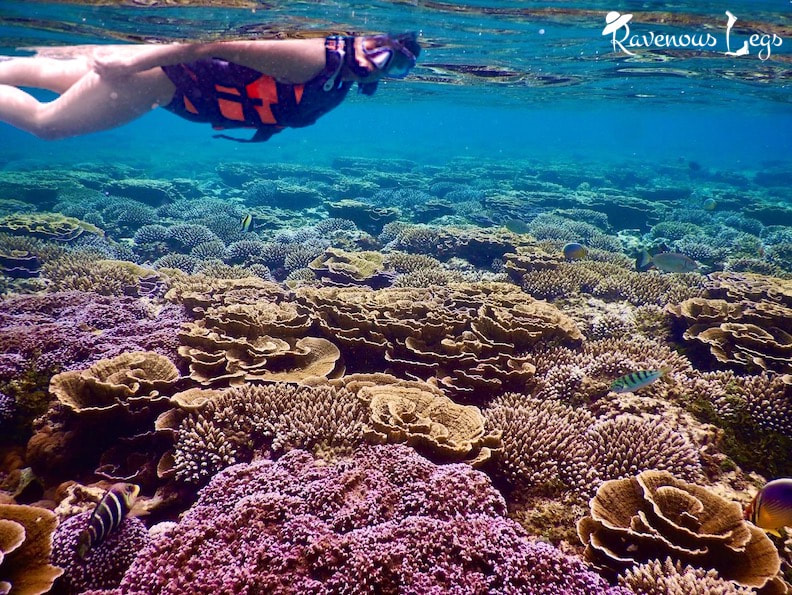 Coral Reef at Pigeon Island National Park, Sri Lanka