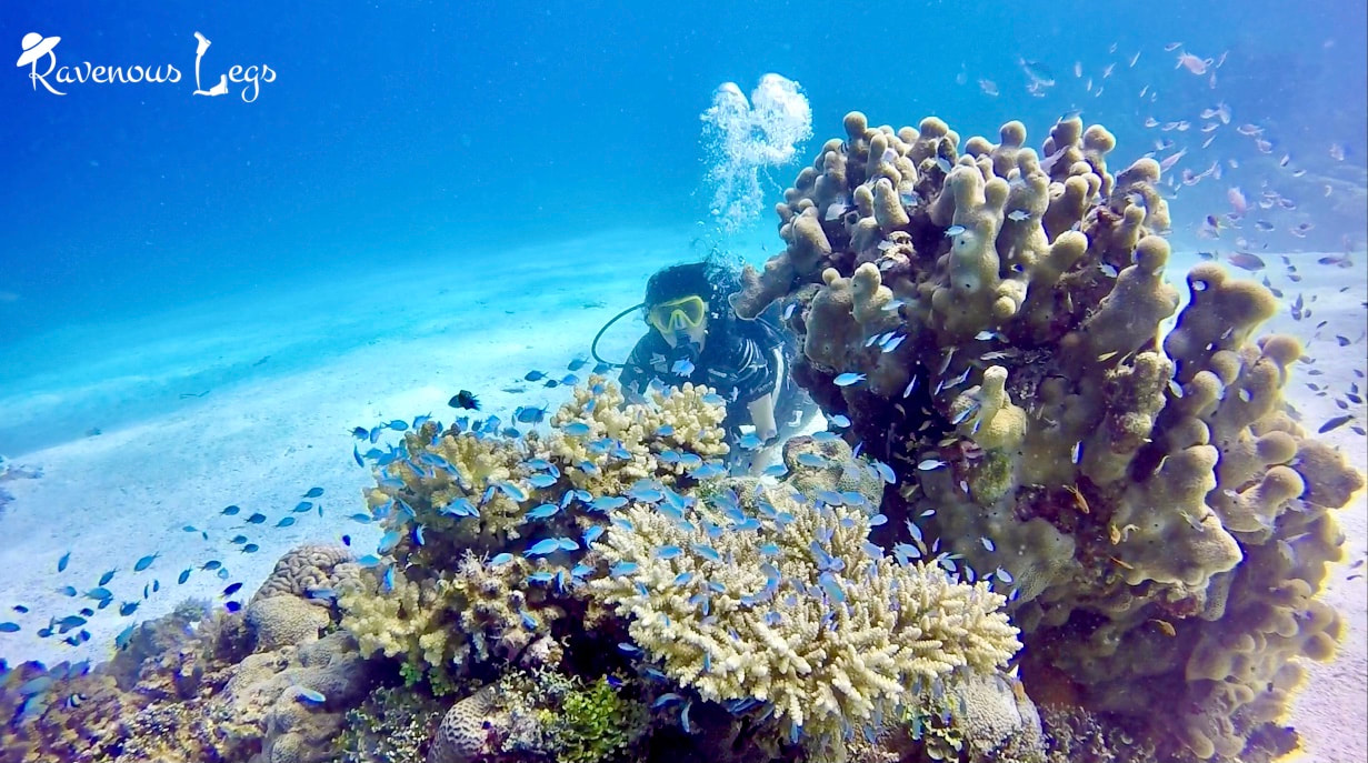 Coral Reefs in Laamu Atoll - Maldives