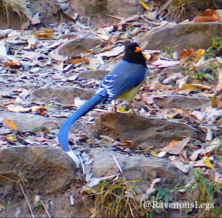 Red billed Blue Magpie at Aamod at Shoghi
