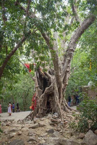 Miraculous Gular Tree - Polo Forest, Gujarat