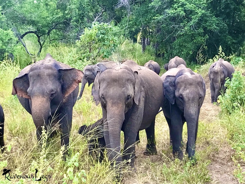 Elephant safari at Hurulu Eco Park, Central Province of Sri Lanka