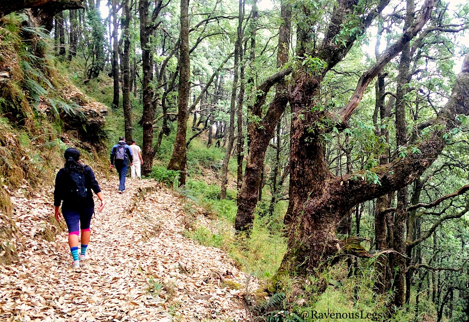 Hiking in the jungles in Bir, Himachal Pradesh