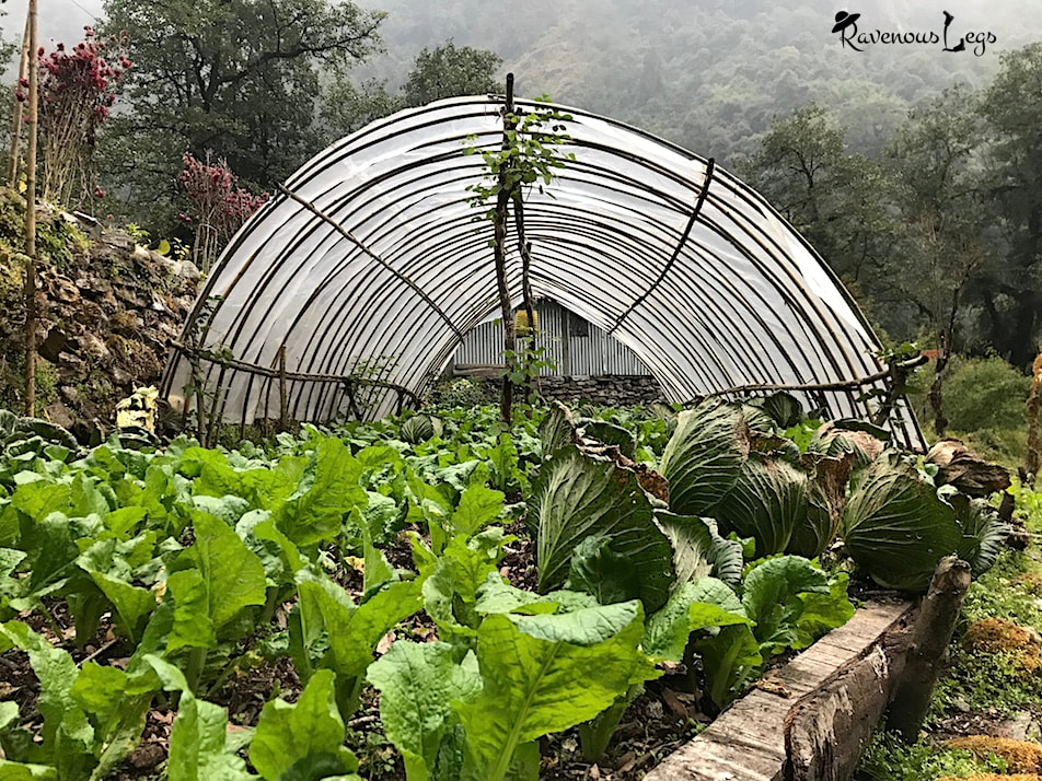 Organic farming on Annapurna Base Camp trail