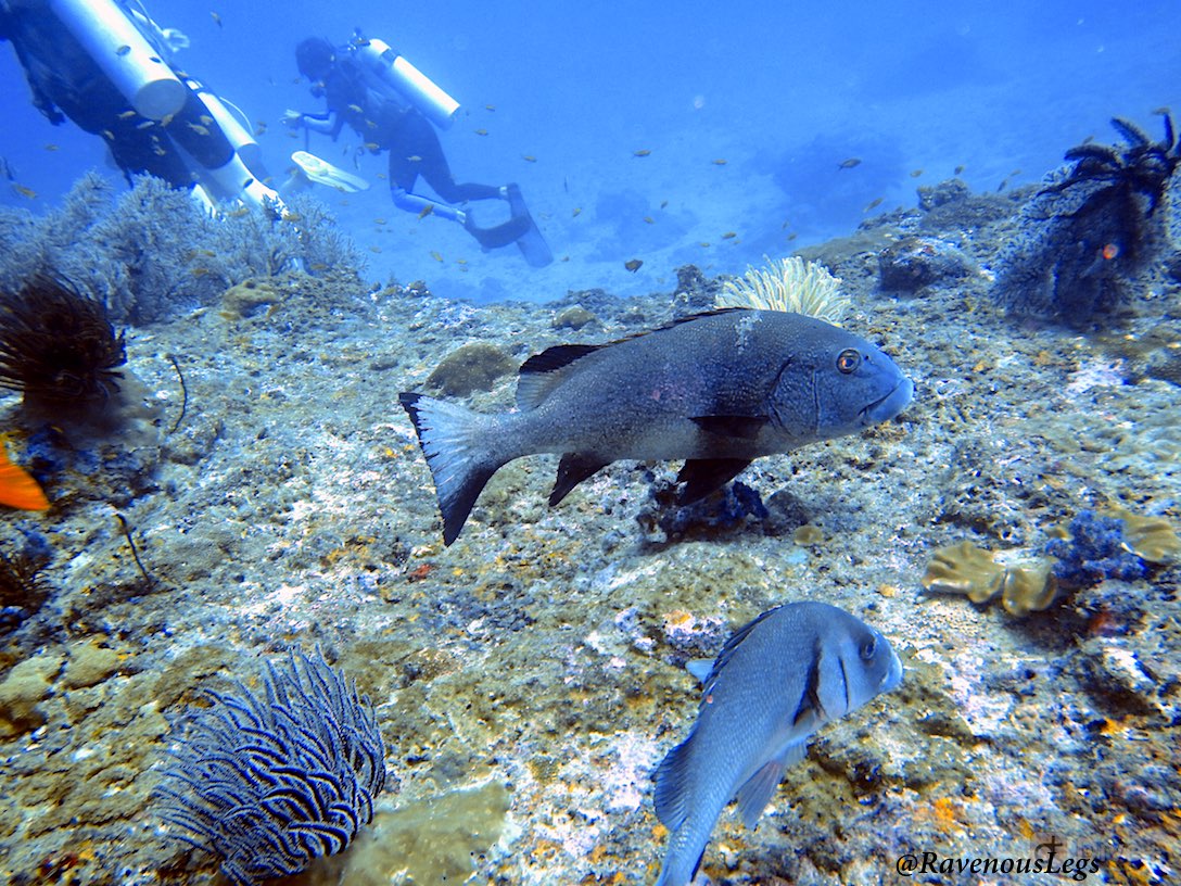 Scuba Diving in Havelock, Andaman Islands