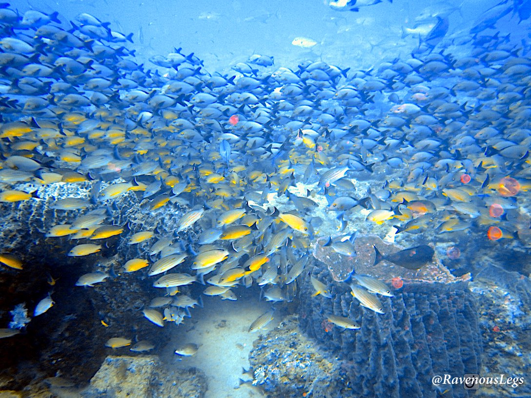The abundance - Scuba Diving in Andaman Islands