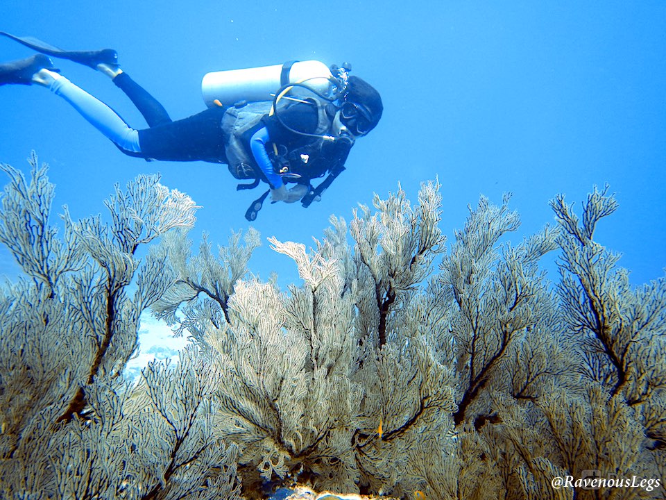 Soft coral - Scuba Diving in Andaman Islands