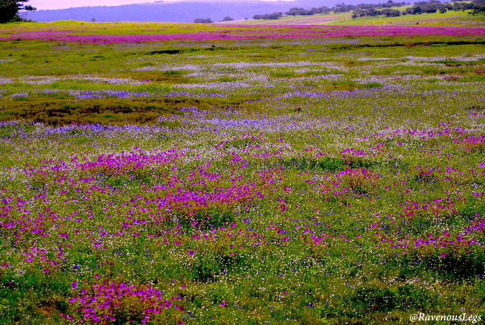Kaas Plateau / Kaas Patthar - Valley of Flowers