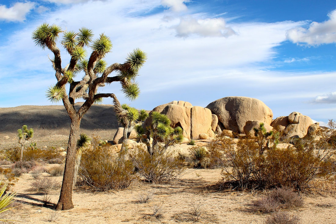 Things to do in Palm Springs for first time visitor