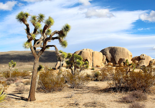 Things to do in Palm Springs for first time visitor