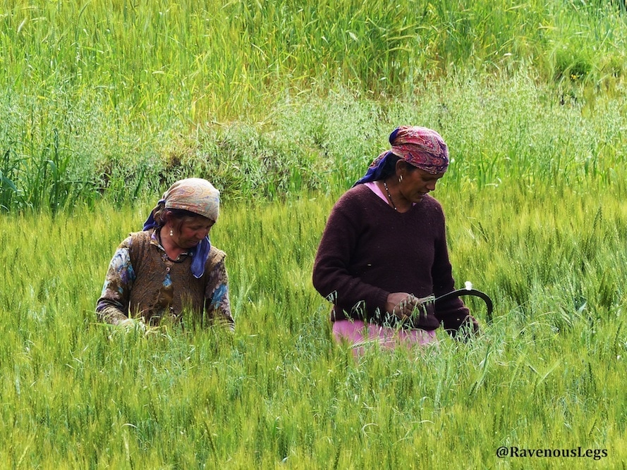 Women working in fields in Bir, Himachal Pradesh