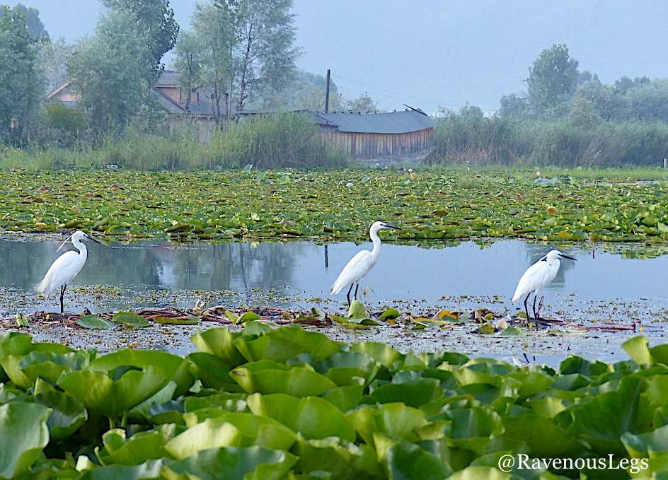 Cranes on Dal Lake, Kashmir