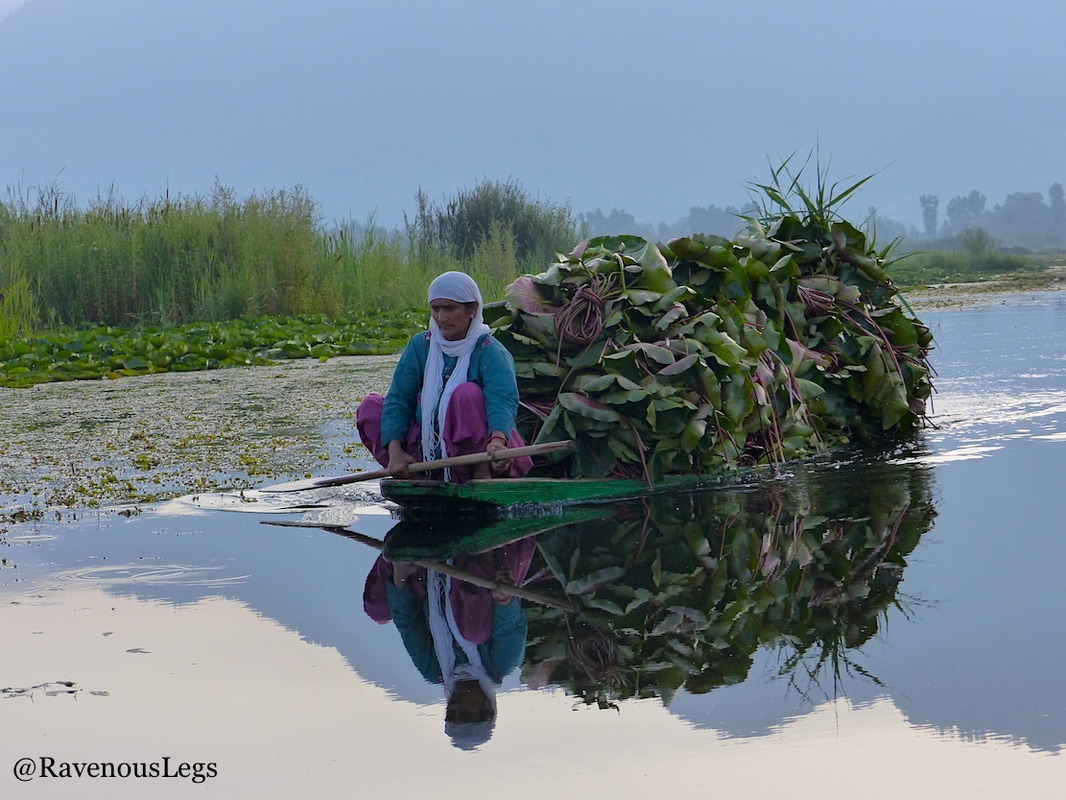 Woman carrying weed on her shikhara at Dal Lake, Kashmir