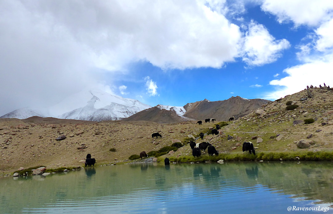 yaks grazing with Kang Yatse peak in backdrop - Markha Valley trek in Ladakh