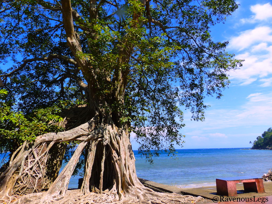Ruins engulfed by trees in Ross Island, Andaman and Nicobar