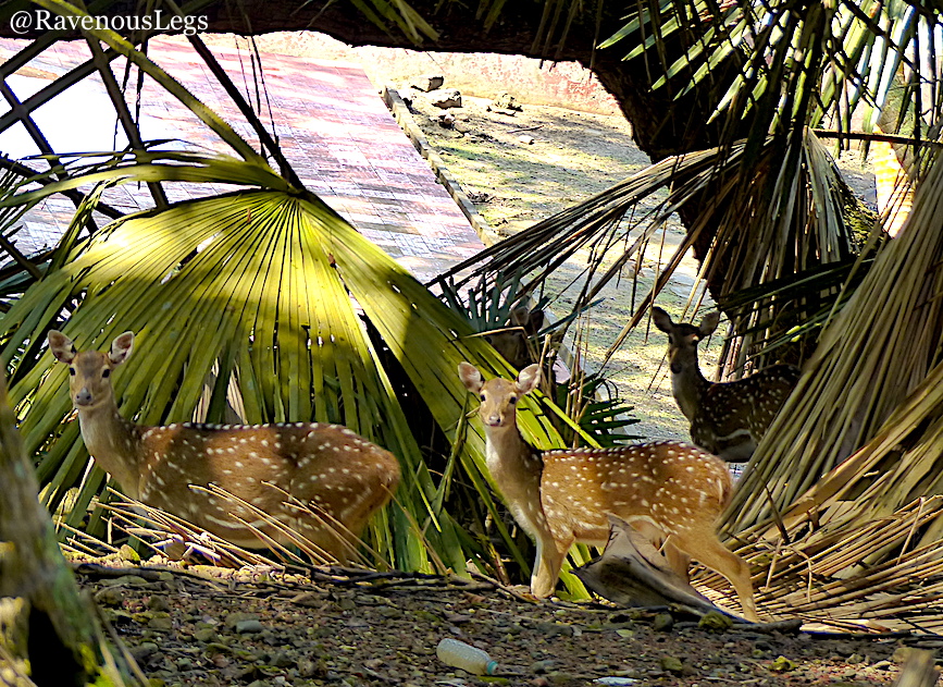 Spotted Deers in Ross Island, Andaman and Nicobar
