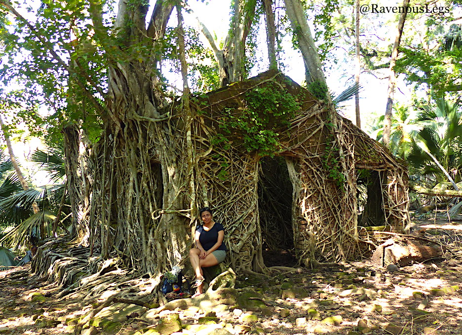 Ruins engulfed by trees in Ross Island, Andaman and Nicobar