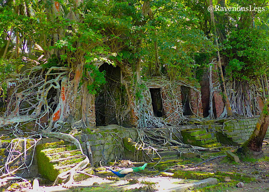 Peacocks and Ruins engulfed by trees in Ross Island, Andaman and Nicobar