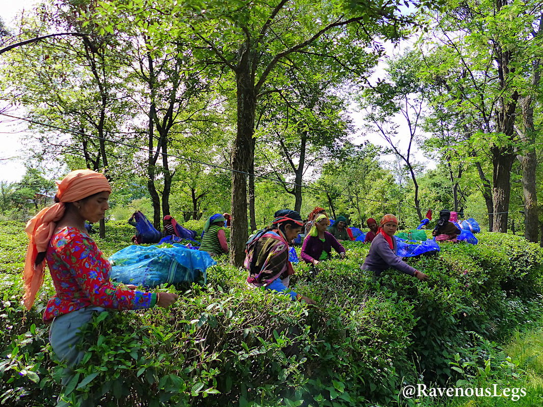 Women working in tea gardens in Bir, Himachal Pradesh