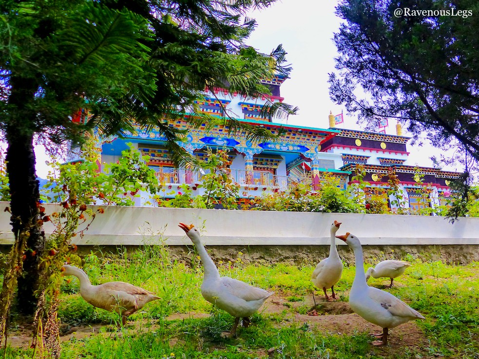 Pet geese in a monastery in Bir, Himachal Pradesh