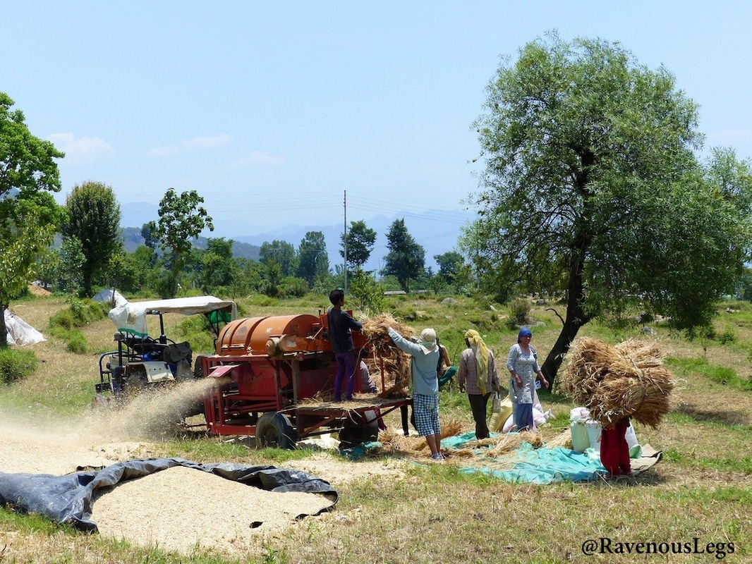 Threshing machine in fields for Wheat harvest season in Bir, Himachal Pradesh