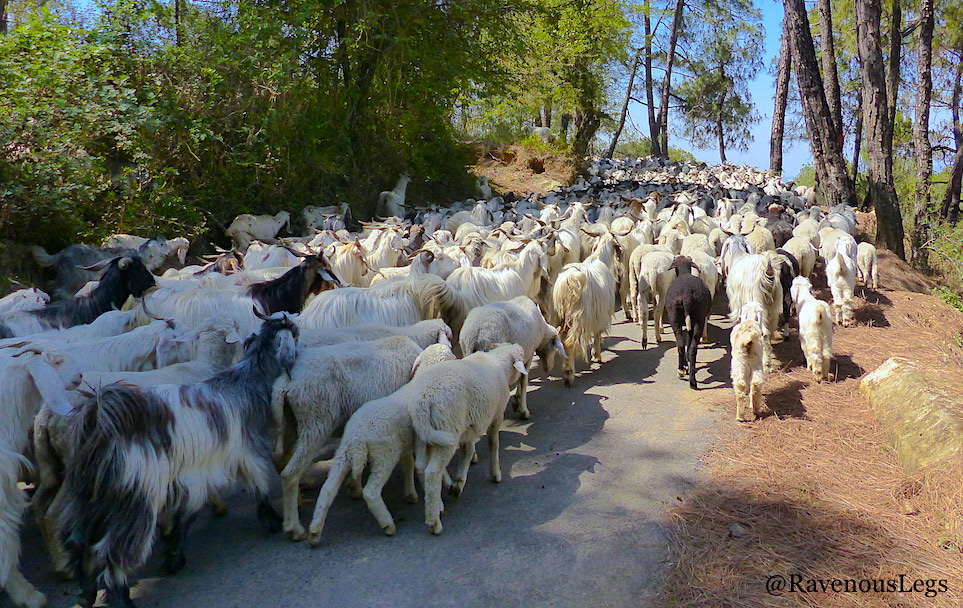 The goats causing traffic jam in Bir, Himachal Pradesh