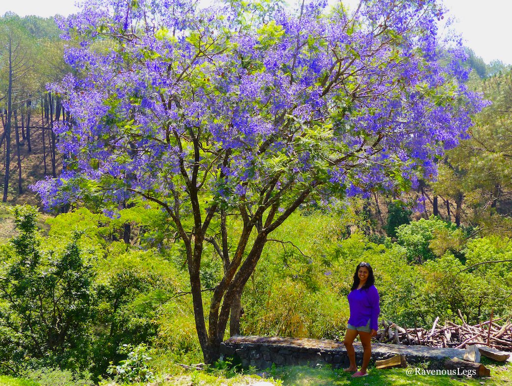 Purple jacaranda bloom trees in Bir, Himachal Pradesh