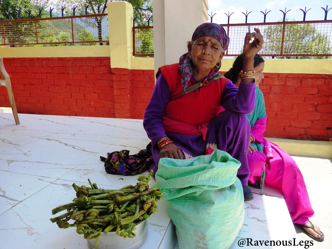 Lingdi (Fiddleheads) organic vegetable in higher Himalayas. Gypsies in the Himalayas