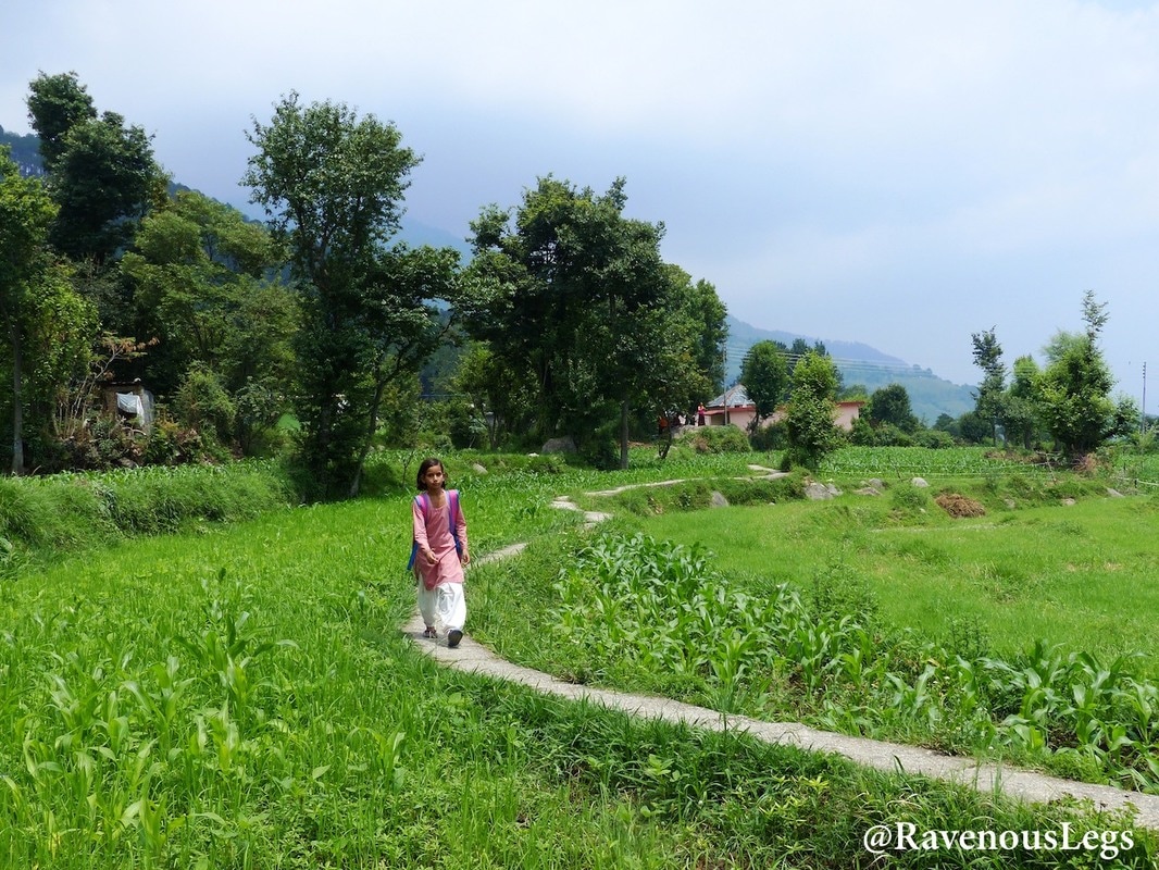 The kid walks through the fields to go to her school in Bir, Himachal Pradesh