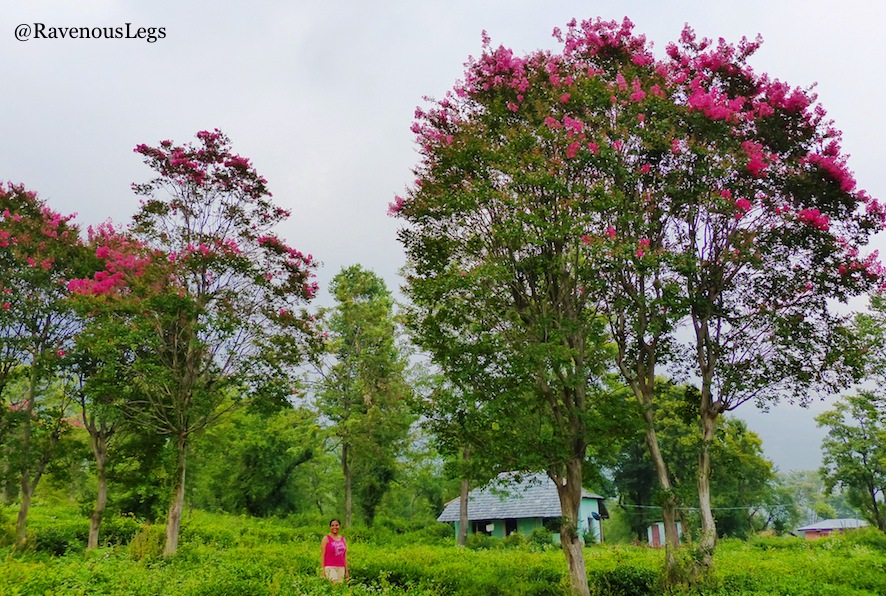 Pink bloom on trees in Bir, Himachal Pradesh