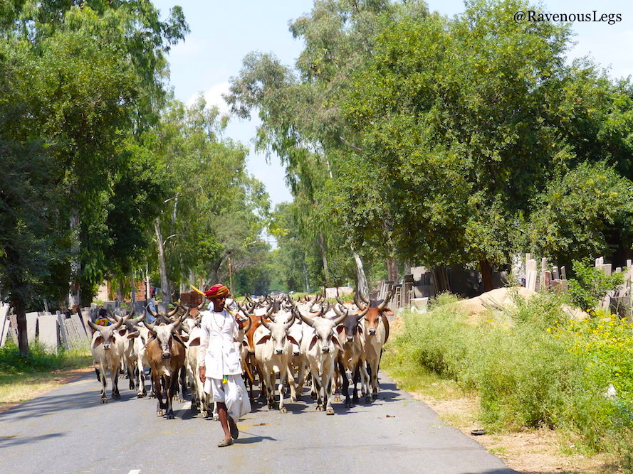 Rajasthani cattle herder on way to Aamod at Sariska