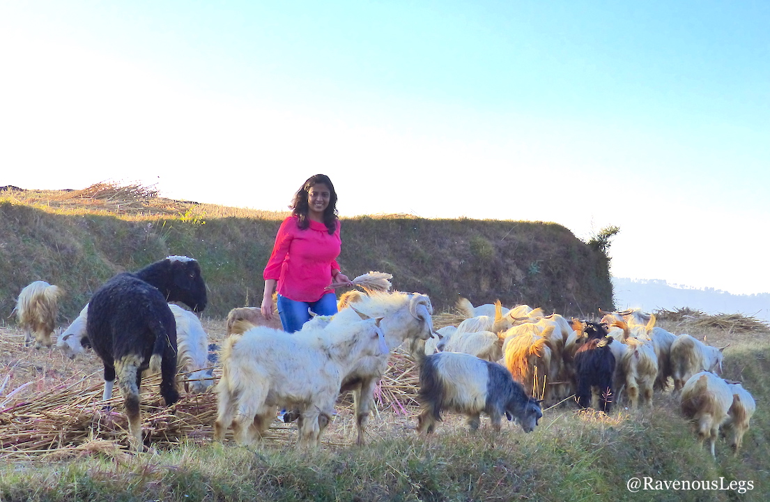 Grazing goats at The Goat Village, Nag tibba