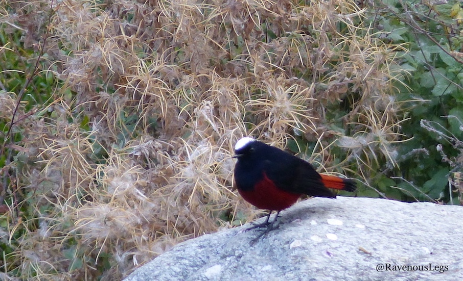Birding in Tirthan Valley, Himachal Pradesh