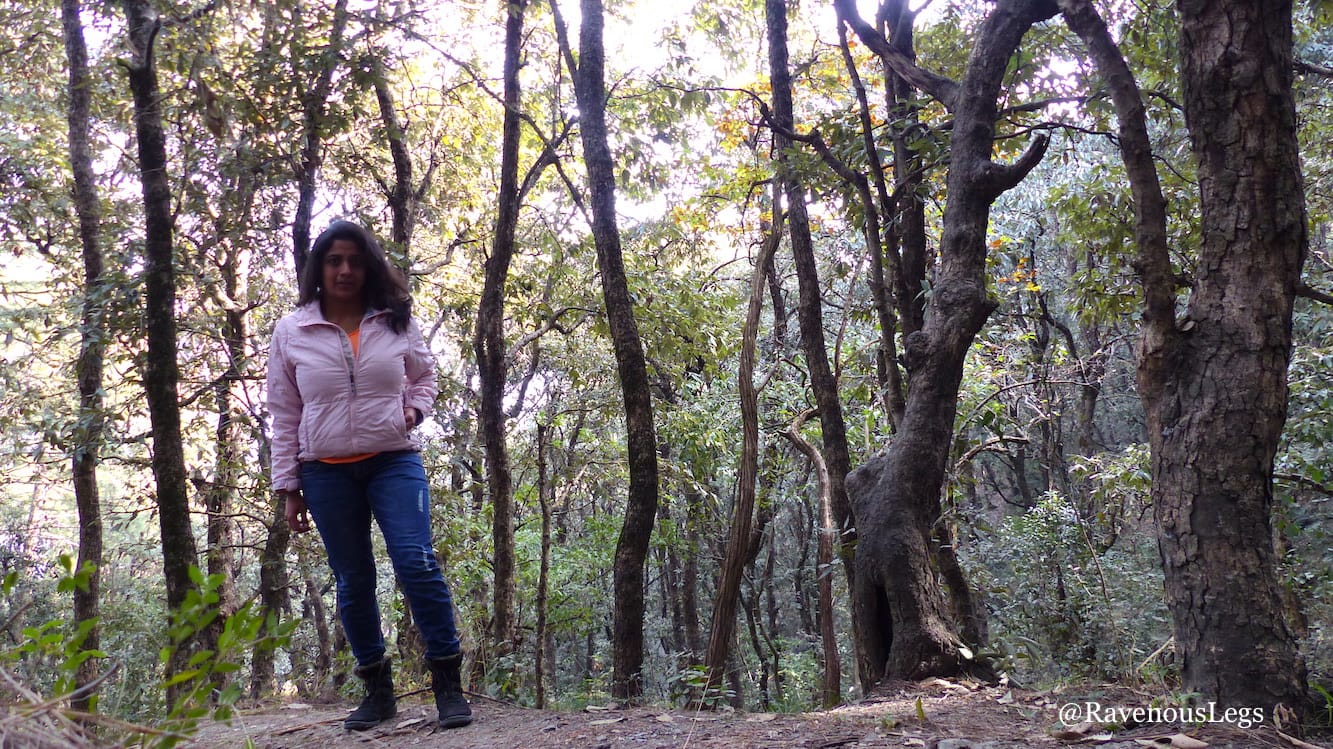 The preserved forests at Aamod at Shoghi