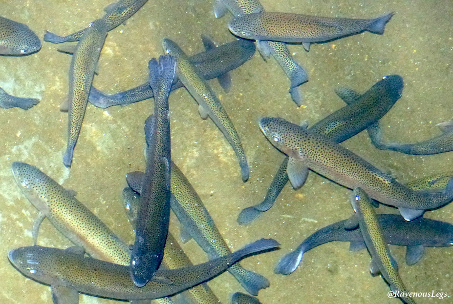 Rainbow Trouts in Tirthan Valley, Himachal Pradesh