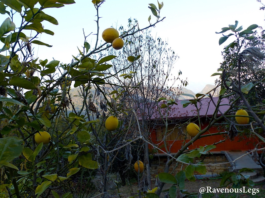 Lemon Tree at Kaaphal Hill farmstay, in Chaukori, UttarakhandPicture