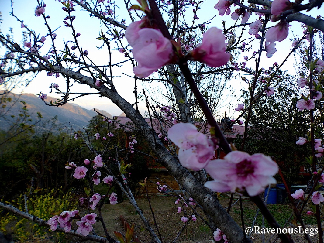 Peach blossoms at Kaaphal Hill farmstay, in Chaukori, UttarakhandPicture